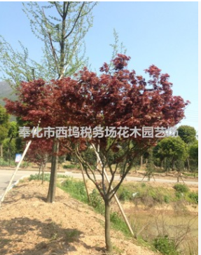 7 8 9 10 公分 高分支红枫树 景观树 道路绿化 园林绿化 红枫苗
