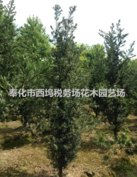 罗汉松未造型苗 工程绿化苗 7公分罗汉松球 园林绿化苗