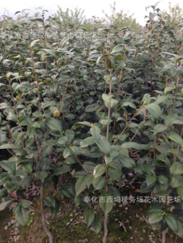 茶花苗 茶花小苗 耐冬 茶树苗 2公分 工程绿化苗
