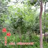 丁香 小苗 绿化工程 行道树 风景树 直径2-12cm 丁香花树批发