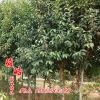 高杆女贞 基地绿化工程苗 常绿乔木 大叶女贞 四季常青 规格齐全