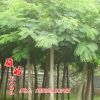 基地批发合欢树苗 绿化苗木工程 合欢树 规格齐全 量大从优