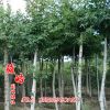 基地直销 树形优美 行道树 北美枫香批发 根系深 货源充足