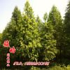 落羽杉 风景树道路绿化 小区绿化苗木优质的 落羽杉苗批发