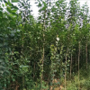 自产自销行道树景观大叶女贞苗 树苗 小苗批发工程绿化苗