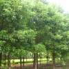 供应香樟苗木花卉 苗场种植价格优惠直销树苗5-20公分
