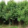 绿化苗木 大叶女贞树苗大叶女贞小苗大叶女贞苗行道树木高杆批发