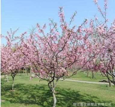 垂丝海棠树苗批发绿化苗木庭院观赏植物别墅风景树 西府海棠