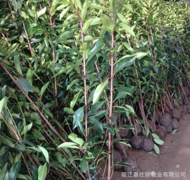 庭院绿化苗木法国冬青北海道日本珊瑚树庭院篱笆墙四季常青树苗