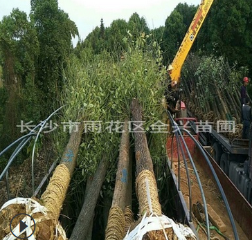 直销行道用香樟树园林绿化苗木风景树庭荫树 香樟树大苗 工程苗图2