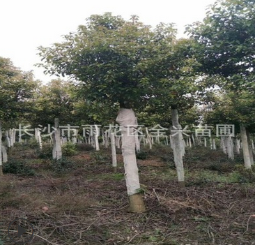直销行道用香樟树园林绿化苗木风景树庭荫树 香樟树大苗 工程苗图3