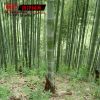 青竹苗 青皮竹子苗 四季常青 庭院绿化观赏 3厘米粗