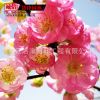 重瓣榆叶梅 丛生榆叶梅 庭院榆叶梅苗 优质榆叶梅2 3 5 8公分粗