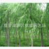 柳树山东柳树苗价格2-6公分垂柳哪里卖2015柳树行情绿化苗木