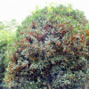 供应各种规格桂花树 成活率高高品质桂花树