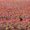 基地常年大量直销红叶石楠插扦苗红叶石楠色块苗