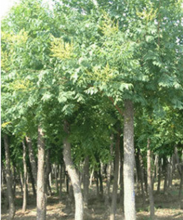 批量供应各种规格黄山栾树 高品质绿化环境黄山栾树