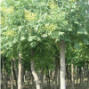 批量供应各种规格黄山栾树 高品质绿化环境黄山栾树