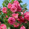 批发丰花月季 绿化工程花灌木月季农户直销精品营养钵月季