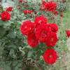 红帽月季苗批发 规格齐全 月季小苗销售 量大优惠 成活率高