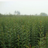 南阳高新区万方苗木种植供应大叶女贞