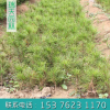 白皮松树苗批发农户直销 基地常年供应绿化工程景观绿化苗木小苗