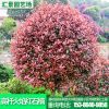 批发供应高杆火焰红石楠 基地批发规格多样 火焰红石楠出售