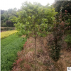 红花丹桂高分枝精美树型基地批发量大优价四季常青名贵物种