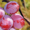 优质直供高品质红义葡萄苗 口感甜爽葡萄苗 中晚熟品种葡萄苗
