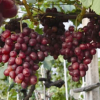 长期提供红巴拉多金华早红葡萄苗 高品质葡萄苗 丰产性葡萄苗