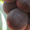 优质供应欧美种紫玉葡萄苗 高稳产紫黑色葡萄苗 极早熟葡萄苗