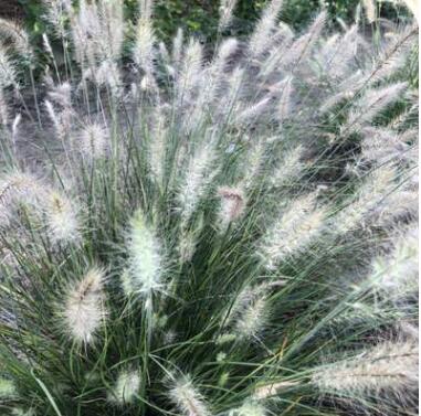 小兔子狼尾草盆栽 室外庭院观赏草成株盆景绿化园林工程地栽植物图1