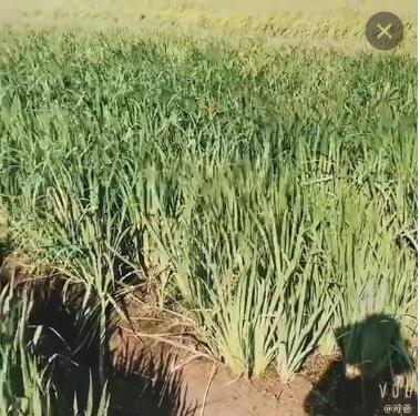 黄菖蒲 水生植物池塘 基地直销 各种水生植物 观赏花草