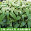 广西凌云基地直供巴西人参驯化苗 即采即发
