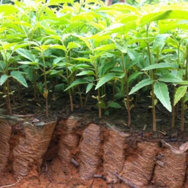 专业种植鸦胆子苗 广西供应商 凌云陇雅村育苗基地