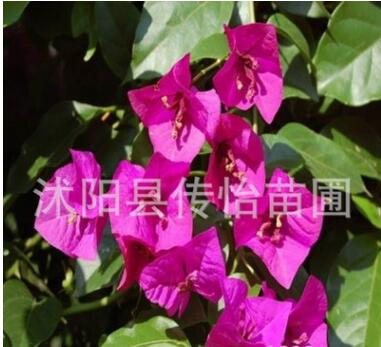 红花三角梅盆栽地栽庭院攀援花卉绿植 重瓣大苗批发三角梅树苗图3