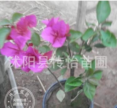 红花三角梅盆栽地栽庭院攀援花卉绿植 重瓣大苗批发三角梅树苗图2