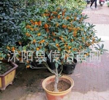 嫁接桂花树苗 桂花苗盆栽盆景 有丹桂金桂朱砂桂沉香桂月桂带花苞图3