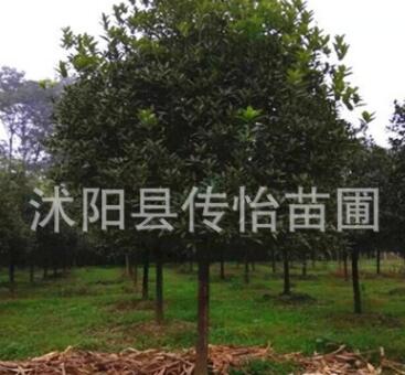 嫁接桂花树苗 桂花苗盆栽盆景 有丹桂金桂朱砂桂沉香桂月桂带花苞图2