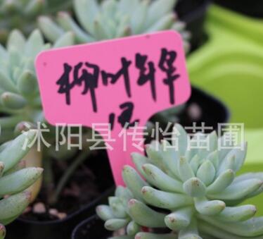 批发多肉植物 基地多肉盆栽 柳叶年华 高端多肉植物果冻色的肉图3