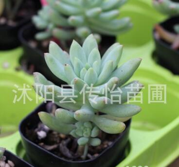 批发多肉植物 基地多肉盆栽 柳叶年华 高端多肉植物果冻色的肉图2