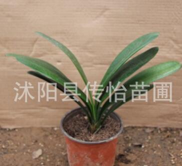 君子兰苗 室内办公室绿植盆景 盆栽花卉植物 君子兰小圆头 短叶图3