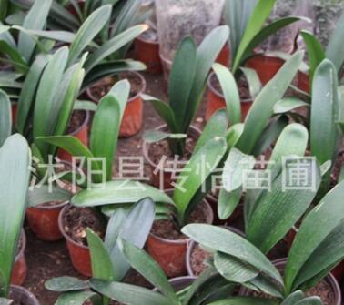 君子兰苗 室内办公室绿植盆景 盆栽花卉植物 君子兰小圆头 短叶图2