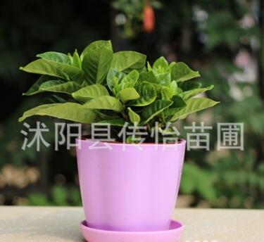 批发栀子花 室内盆栽花卉 绿植桌面盆景 栀子花鲜花图2