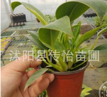 办公室迷你盆栽 小金钻 观叶小盆栽 金钻水培土培均可 桌面小绿植图3