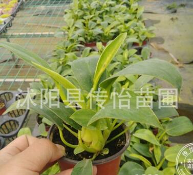 办公室迷你盆栽 小金钻 观叶小盆栽 金钻水培土培均可 桌面小绿植图2