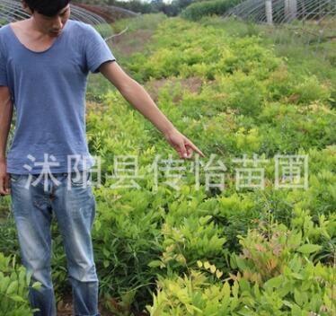 苗圃直销紫藤苗 绿化工程苗 庭院攀爬植物