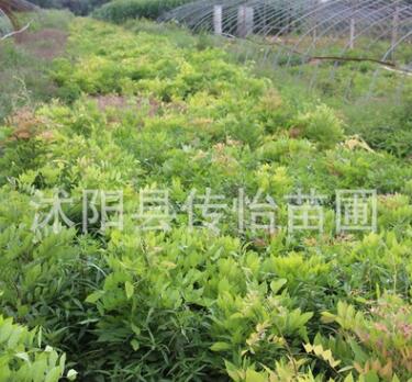 苗圃直销紫藤苗 绿化工程苗 庭院攀爬植物图3