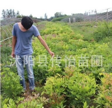 苗圃直销紫藤苗 绿化工程苗 庭院攀爬植物图2