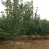 南召县金永旺苗木 供应易成活大樱桃苗 供应优质嫁接樱桃树苗 量大从优